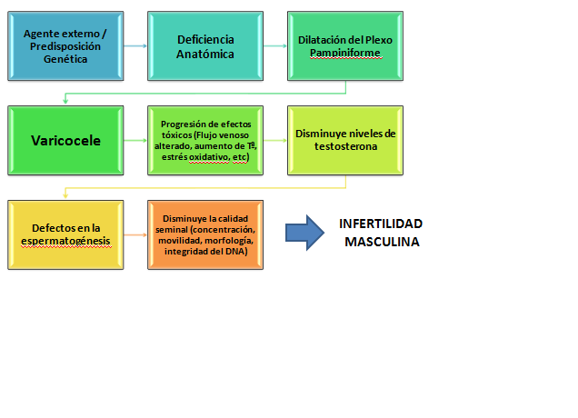 Varicocele 3 ultrasonido grado